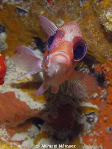 Face to Face with a Squirrelfish, Fajardo, P>R. by Abimael Márquez 
